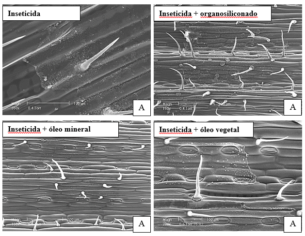 Figura 3. Imagens de folhas de trigo (A) e milho (B) com a aplicação de inseticidas + adjuvantes após chuva simulada (5 ou 10 mm) em folhas. 2016. Imagens de Adriano Arrué Melo 