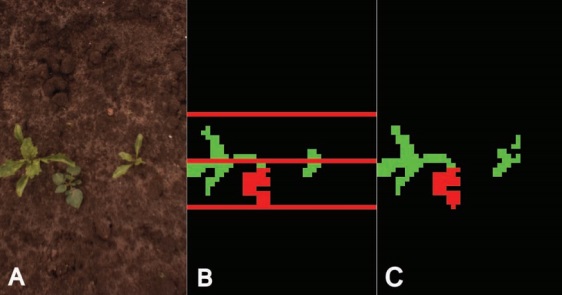Diferenciação entre plantas daninhas (em vermelho) e plantas beterrabas (em verde) com técnicas de visão artificial.