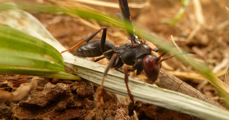 Estudo mostra que vespas são eficazes no controle de pragas