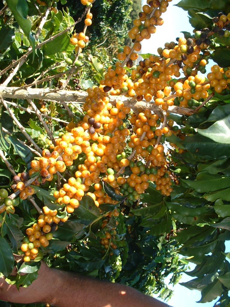 Conab leiloa 3,9 mil toneladas de café na próxima quinta (11)