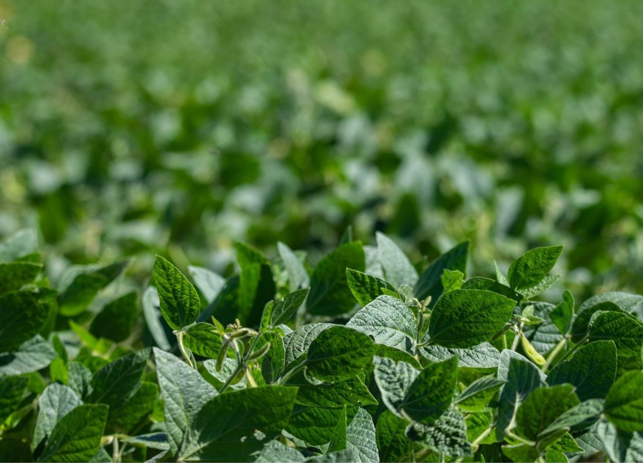 Alta produtividade da soja passa pela escolha da cultivar certa