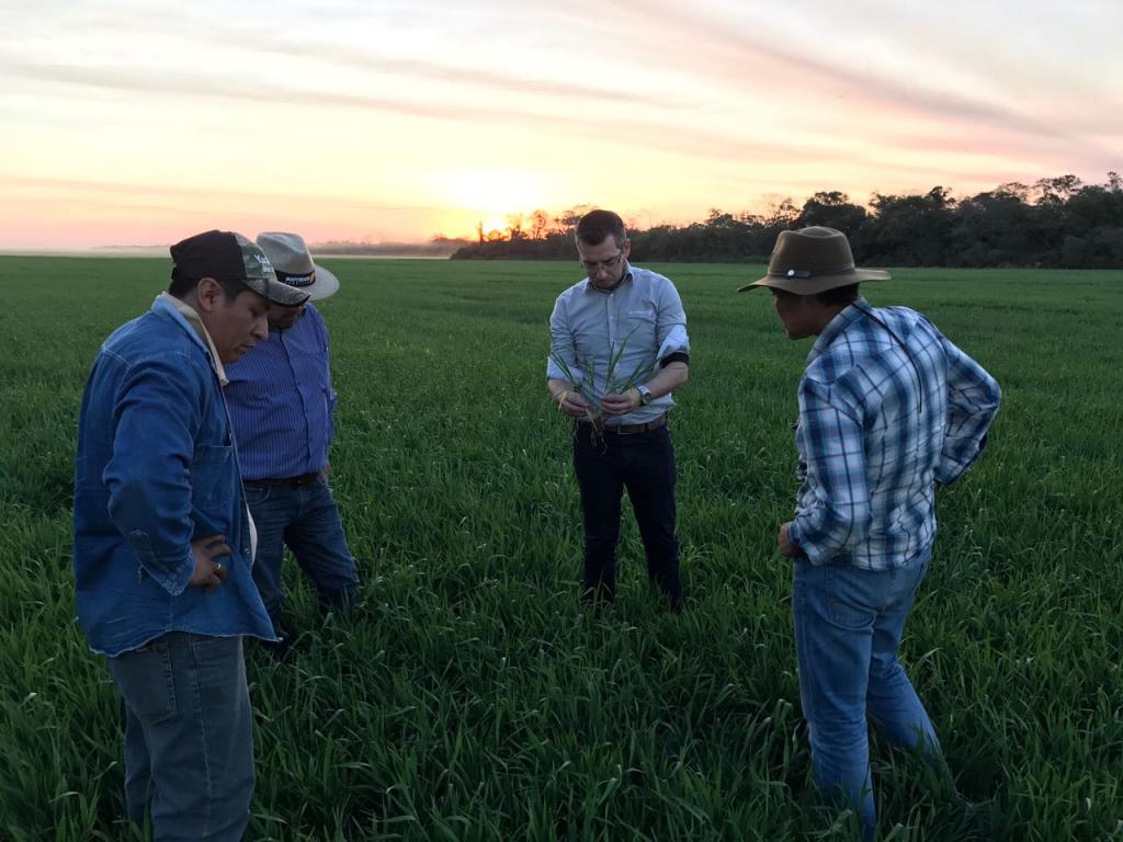 Cultivar com genética brasileira é lançada na Bolívia