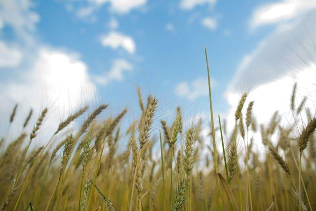 Colheita do trigo avança para 95% da área total cultivada no RS