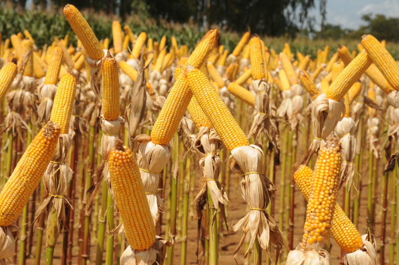 Cultura do milho continua em destaque na produção de grãos no Tocantins