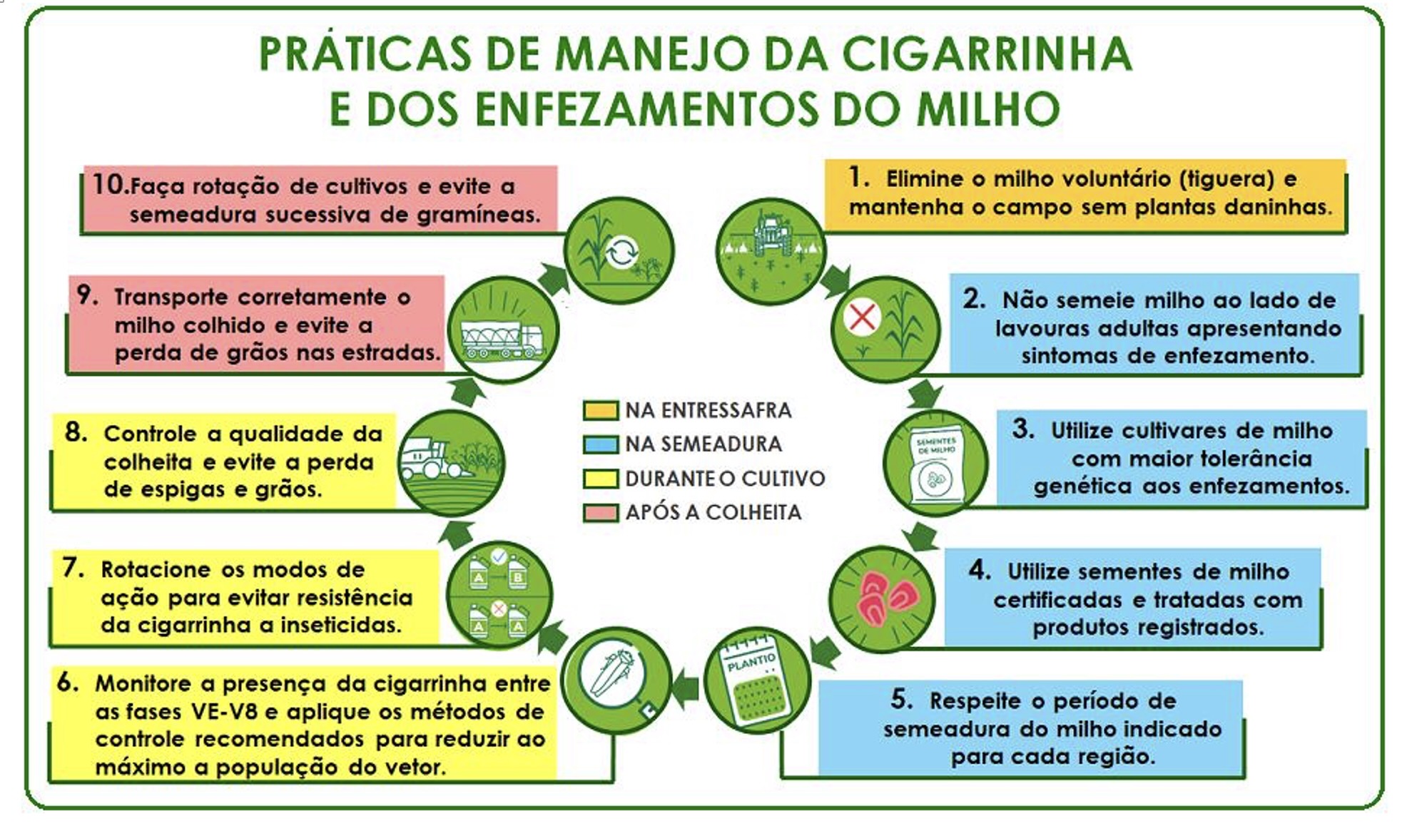 Infográfico indicando o conjunto de práticas agrícolas que devem ser adotadas, em nível regional, para o manejo de <i>Dalbulus maidis</i> e dos enfezamentos do milho - Fonte: Ávila <i>et al</i>. (2021)