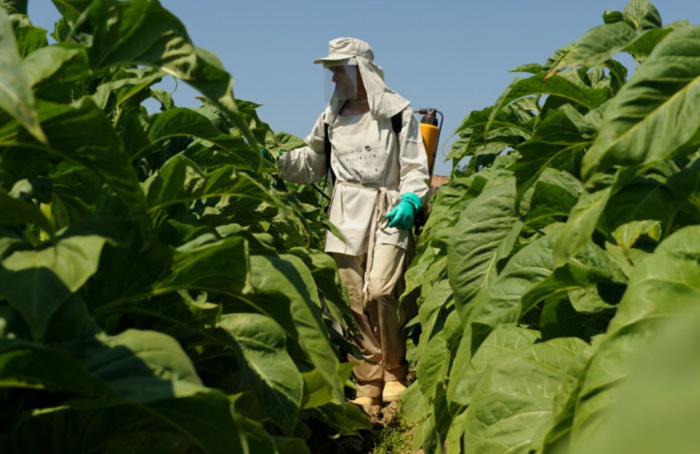 Ação permanente capacita produtores de tabaco sobre a NR-31