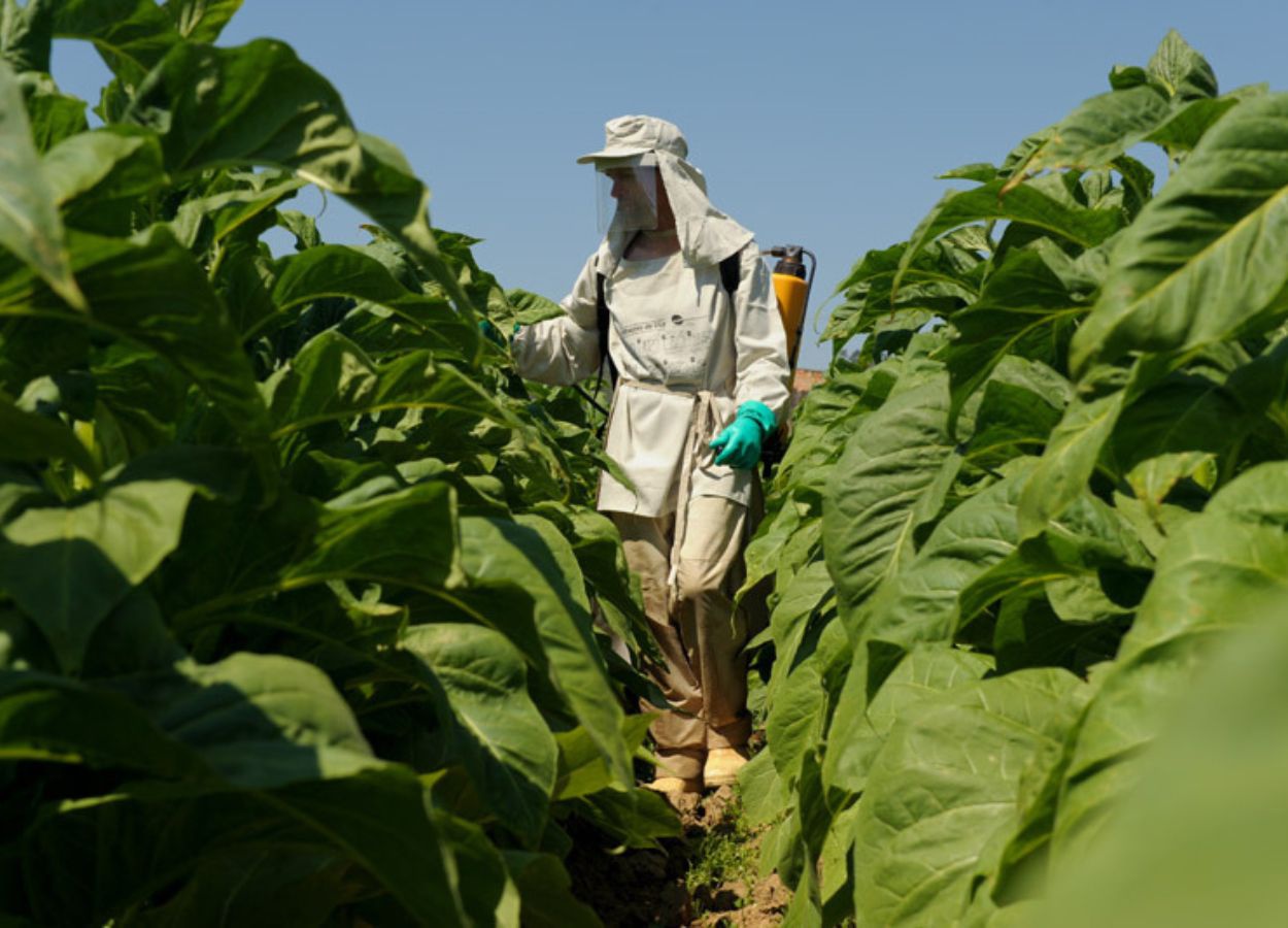 Ação permanente capacita produtores de tabaco sobre a NR-31