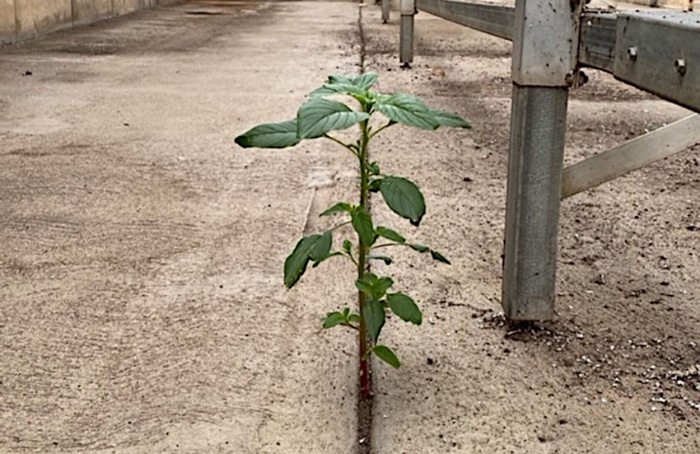 A Nova Revolução Verde pode nascer do mato