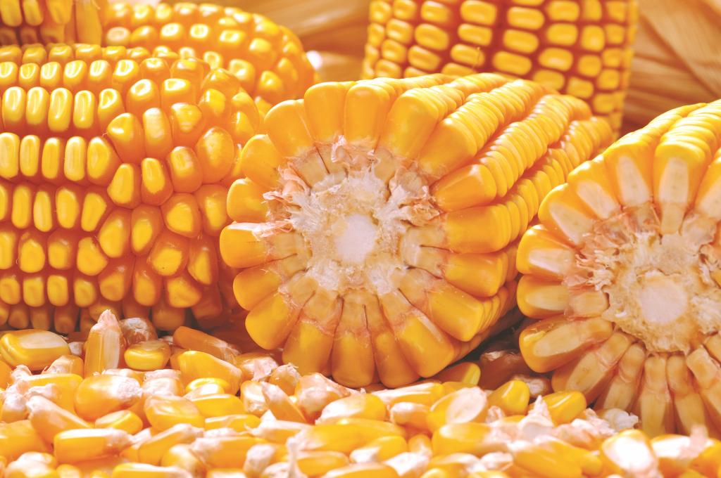 Novas soluções em híbridos de milho ganham destaque no Showtec 2020