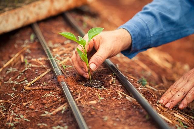 Garantia-Safra autoriza pagamento para mais de 44 mil agricultores familiares