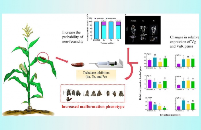 Cientistas revelam potencial de novos compostos no controle de "Spodoptera frugiperda"