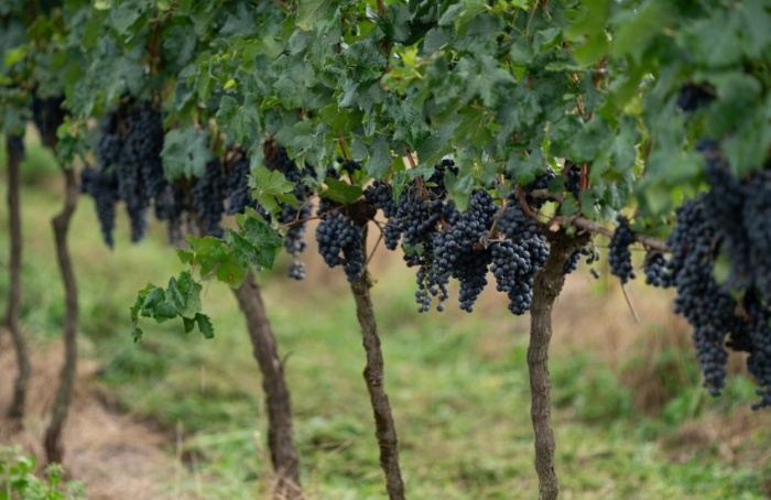 Viticultura gaúcha terá programa de boas práticas e certificação