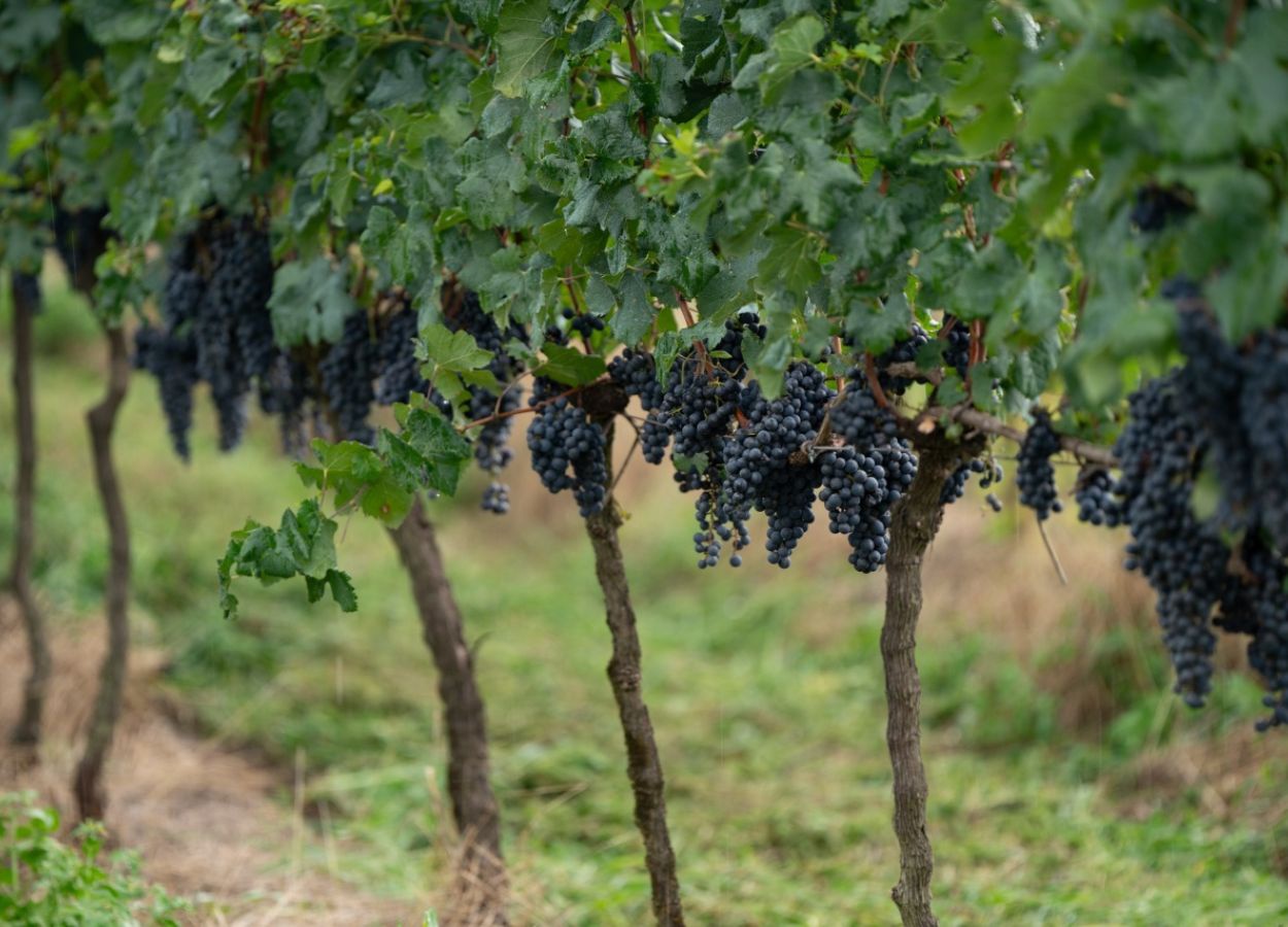 Viticultura gaúcha terá programa de boas práticas e certificação