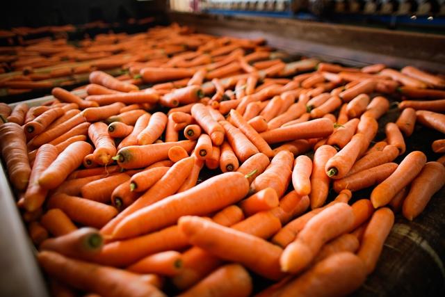 Baixas temperaturas impactam oferta de cenoura e tomate e alta ultrapassa 50% no atacado de cinco estados