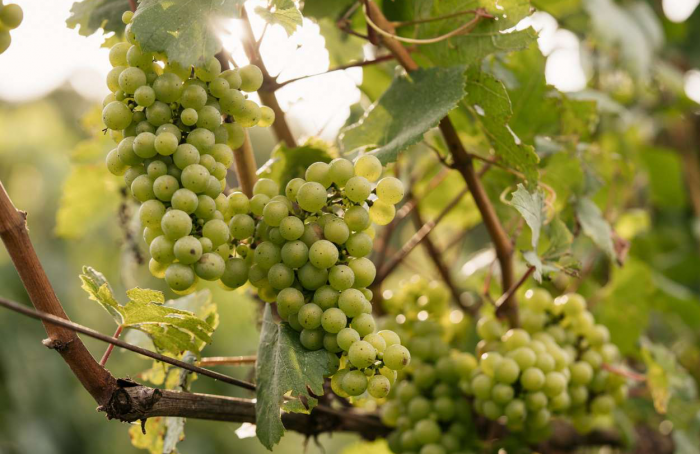 Grape harvest begins at Cooperativa Vinícola Aurora