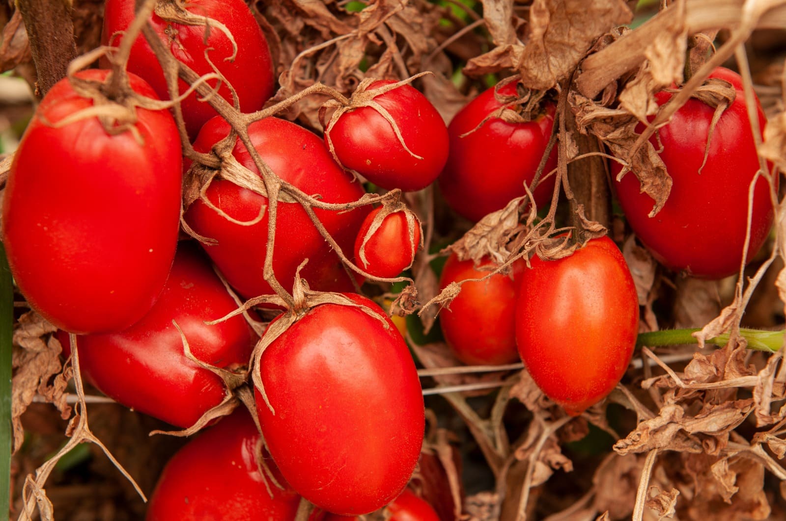 Para controlar a mosca-branca, Goiás encerra o período de transplantio de mudas de tomate rasteiro