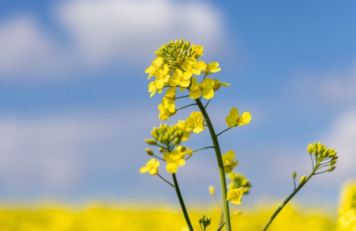 Canola lidera crescimento da safra de inverno no RS