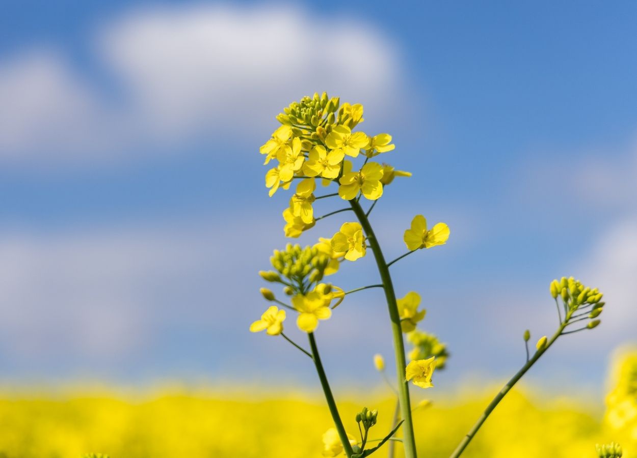 Canola lidera crescimento da safra de inverno no RS