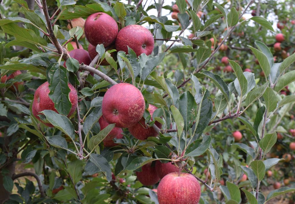 Embrapa promove Recomendações Técnicas para cultura da macieira em Vacaria (RS)