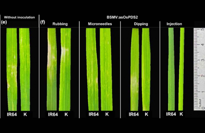Ferramentas virais falham em arroz