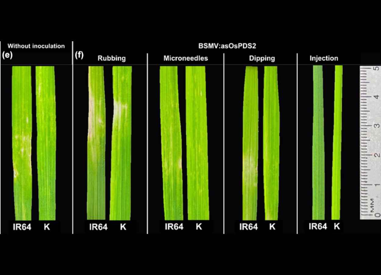 Métodos de silenciamento e superexpressão gênica usados com sucesso em trigo não funcionam em Oryza sativa