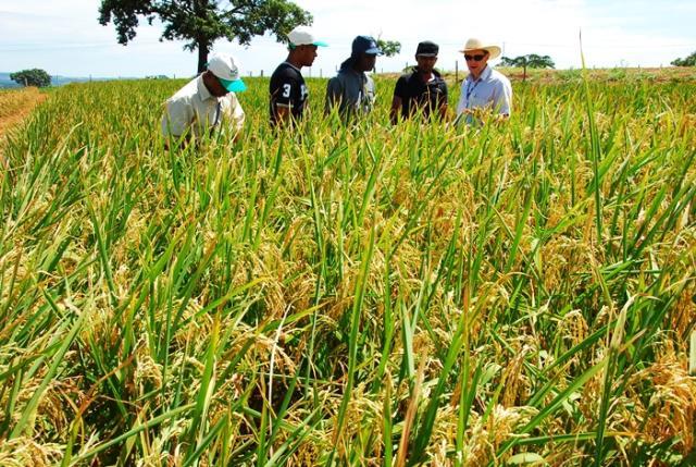 Embrapa realiza capacitação de técnicos mexicanos na cultura do arroz
