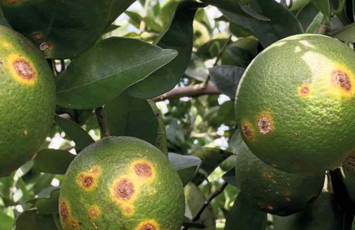 Estudo identifica fago promissor contra bactéria do cancro cítrico