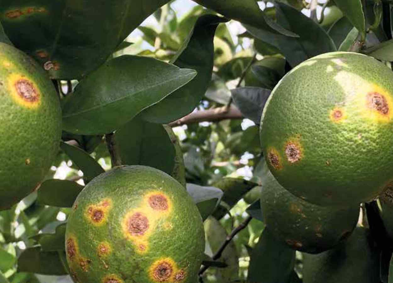 Estudo identifica fago promissor contra bactéria do cancro cítrico