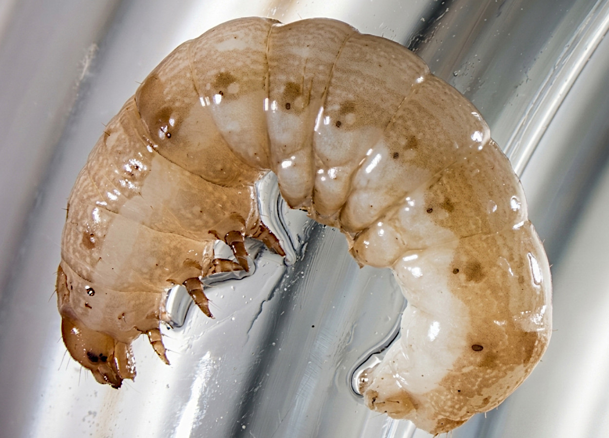 Foto:&nbsp;Charles Olsen / USDA APHIS PPQ - Bugwood