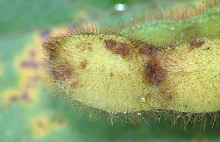 Oligomicina A controla antracnose da soja em estudo
