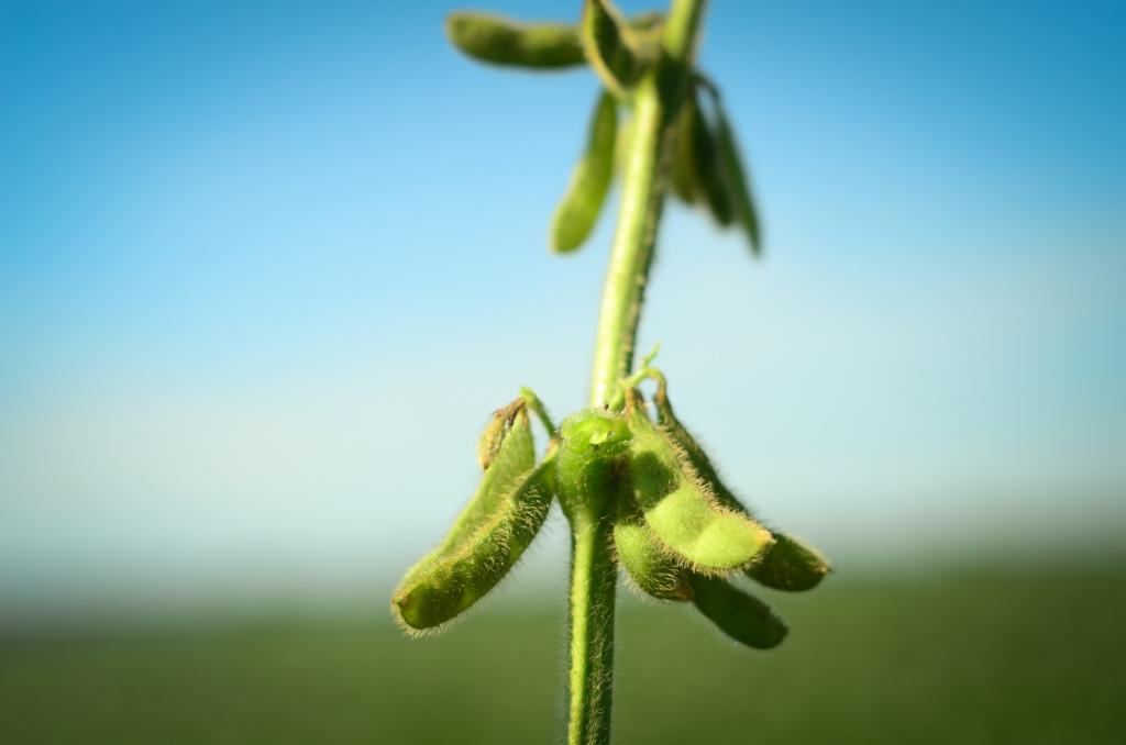 Manejo adequado de nós reprodutivos da soja favorece produtividade em até 10%
