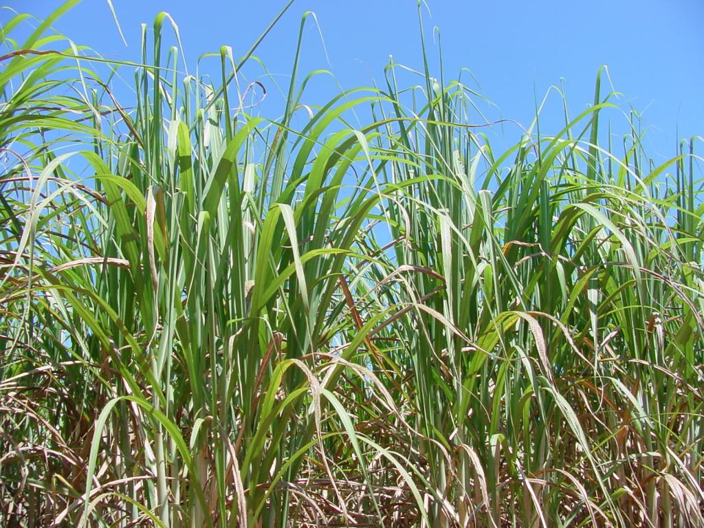 Embrapa e Coplacana formam parceria para avanço do setor sucroenergético