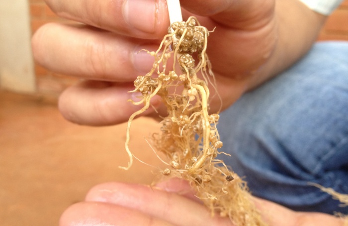 Bioprodutos geram até 214% de retorno sobre sua aplicação na cultura do feijão, diz Embrapa