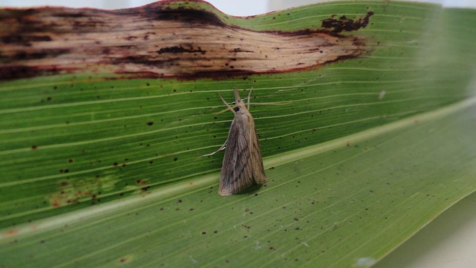 Diatraea saccharalis; foto: Simone Mendes e Otavio Araujo