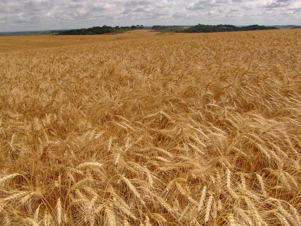 Trigo melhora rentabilidade do sistema de produção de grãos