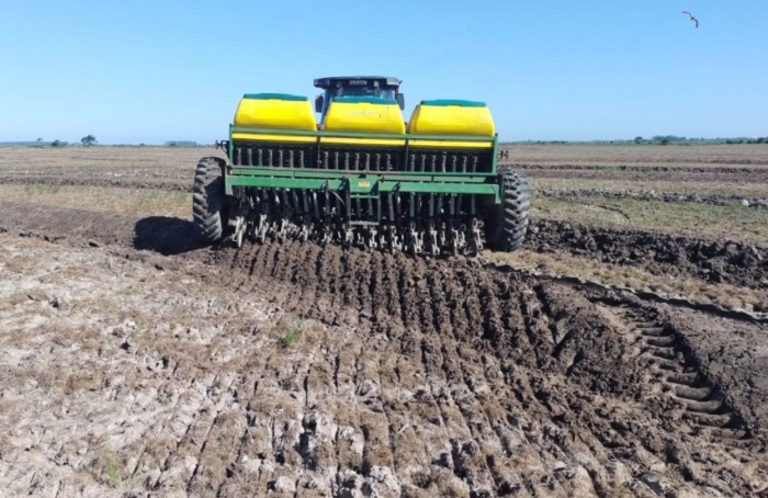 Semeadura de arroz alcança 9,5% da área estimada no Rio Grande do Sul