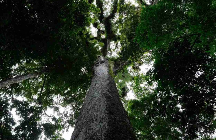 Lula sanciona lei do licenciamento ambiental com 63 vetos