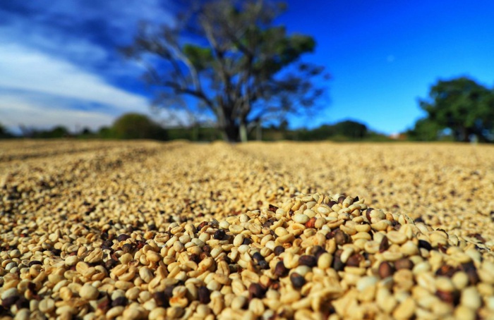 Paraná pode produzir até 750 mil sacas de café em 2024, aponta Deral