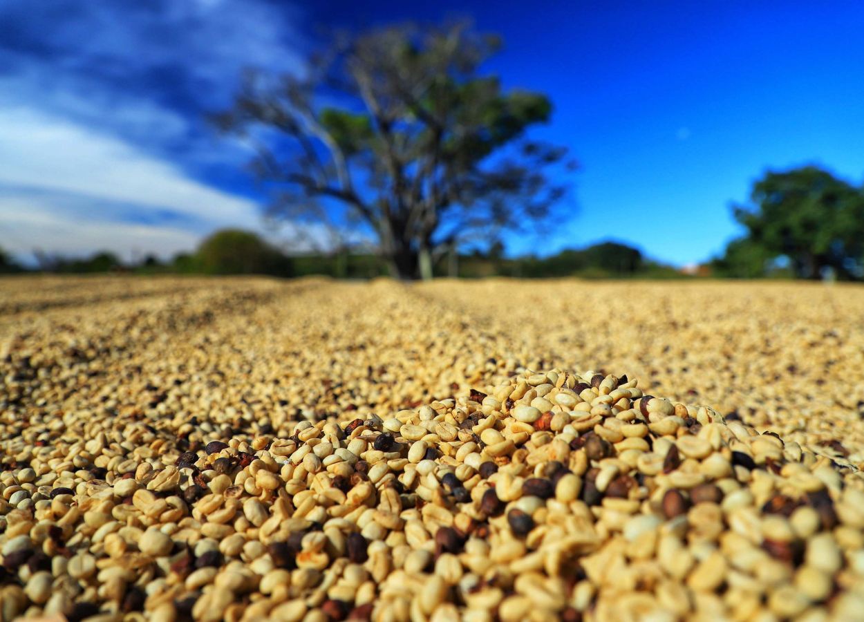 Paraná pode produzir até 750 mil sacas de café em 2024, aponta Deral