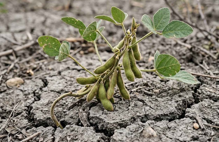 Embrapa propõe 163 medidas para gestão de riscos climáticos