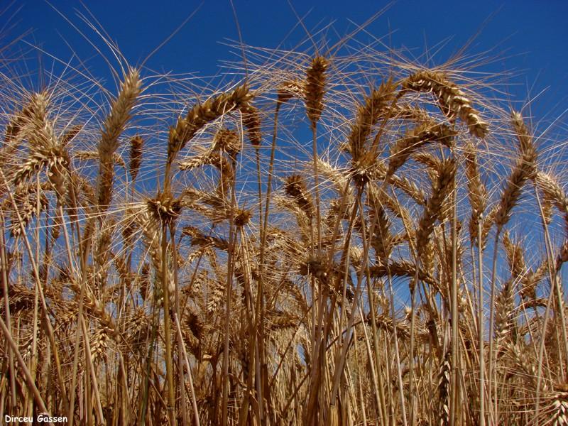 Análise mostra importância do trigo na relação comercial entre Brasil e Argentina