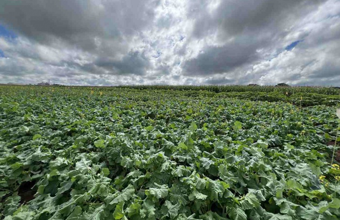 Híbridos tropicais de canola serão desenvolvidos no Brasil