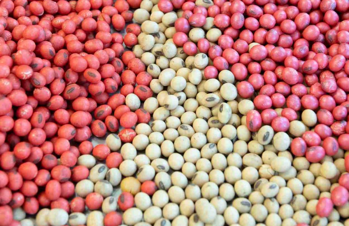 Calor excessivo na secagem prejudica sementes de soja