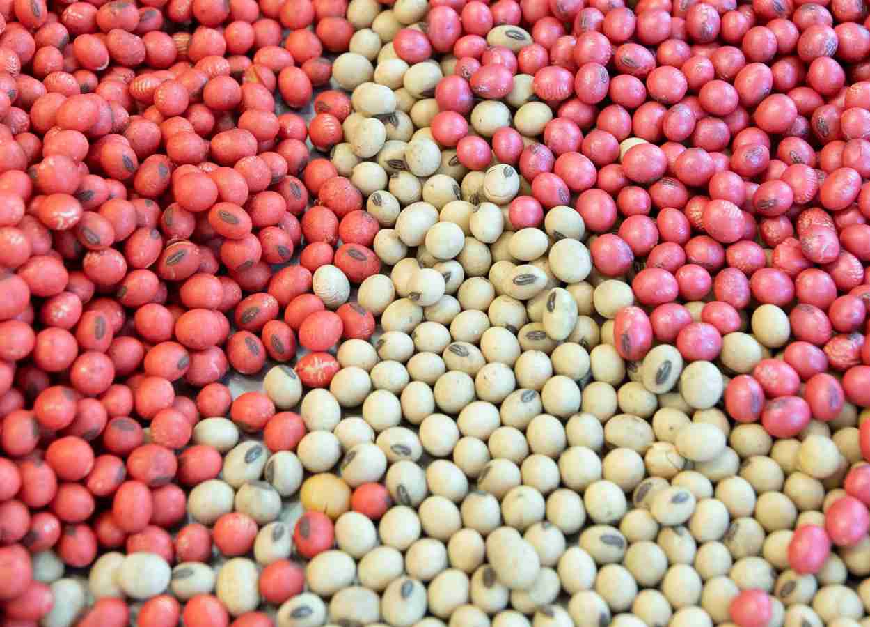 Estudo aponta queda na germinação e morte celular