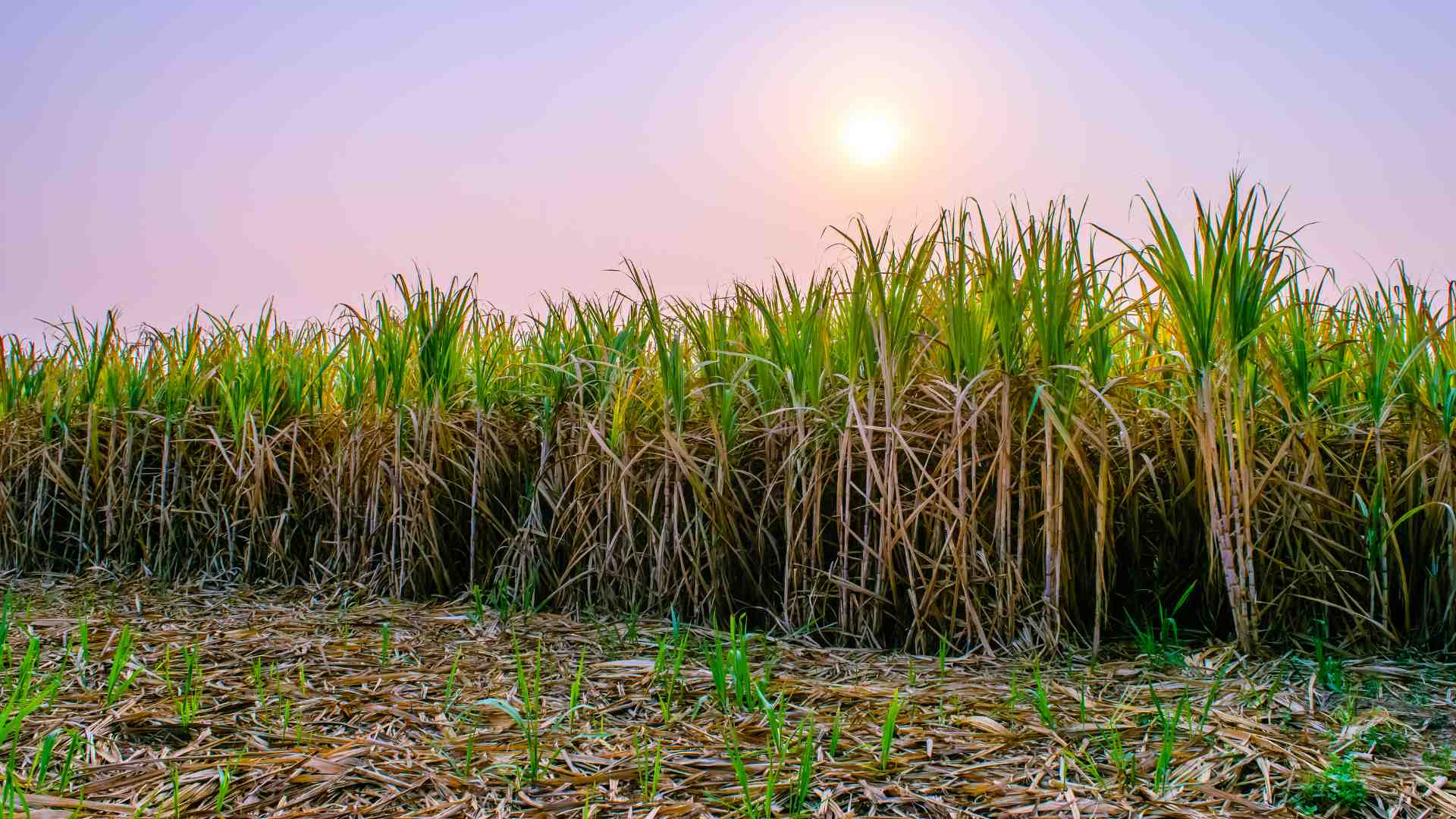 Produção da cana-de-açúcar deve ultrapassar 34 milhões de toneladas no Paraná