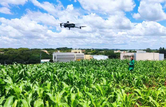 Uso de drones acelera melhoramento genético de milho