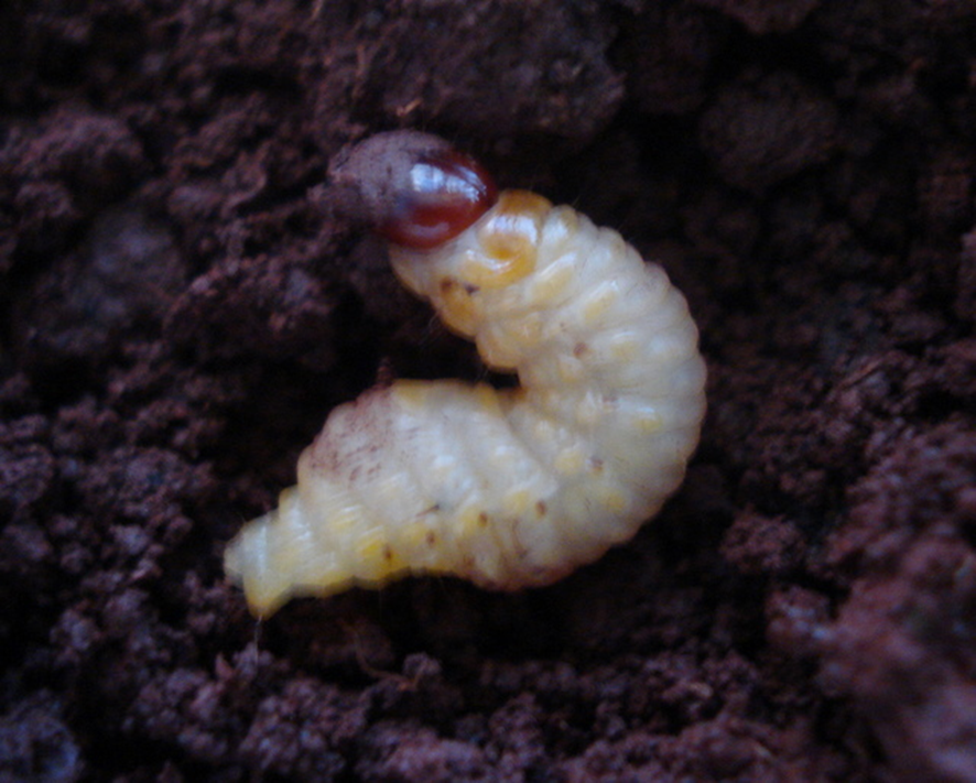 Figura 6 - Larva de Metamasius hemipterus