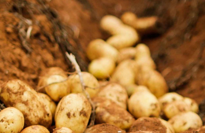 Bactérias do solo antecipam tuberização da batata