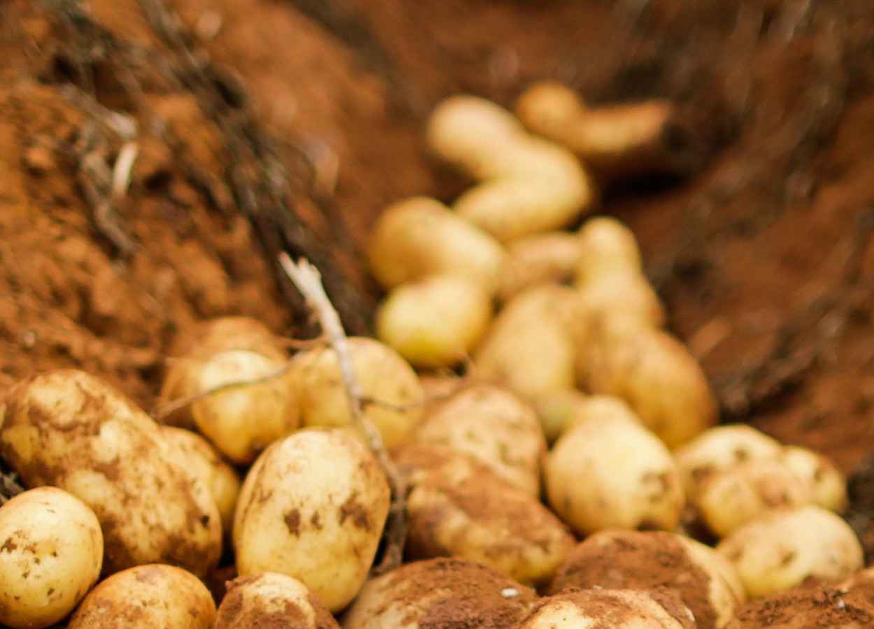 Bactérias do solo antecipam tuberização da batata
