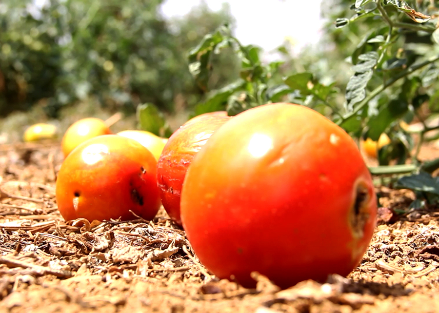 Traça-do-tomateiro volta a causar prejuízos na safra 2022
